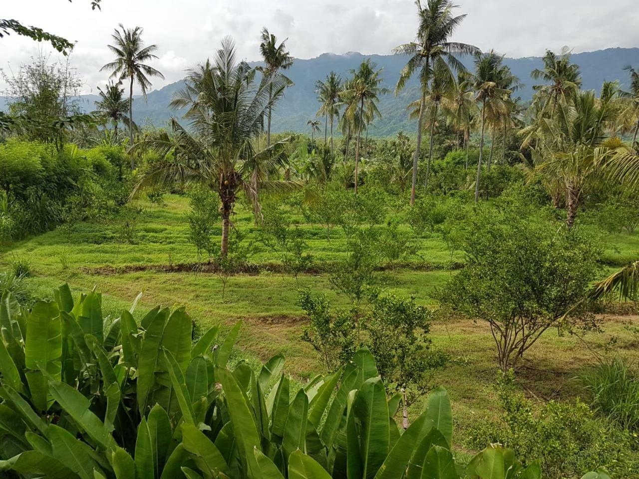 Buana Ecofarm Ecolodge Grokgak Exterior photo